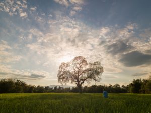 Photo of single large oak tree in green wheat field during springtime.